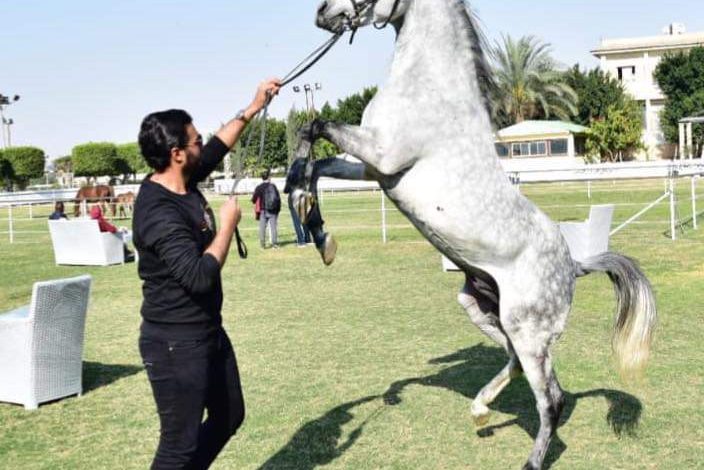 بث مهرجانات الخيول العربية على الفيسبوك