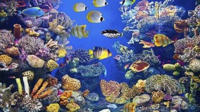 صورة لاعب غير متوقع يظهر أساسيا مع ريال مدريد في الموسم المقبل 